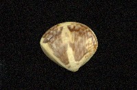 藏品(普通文蛤)的圖片